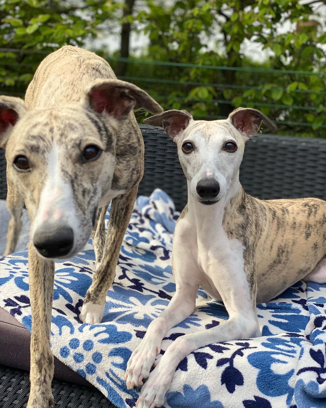 Do Whippets Like To Cuddle 9 Tips To Improve Bonding Pawcited