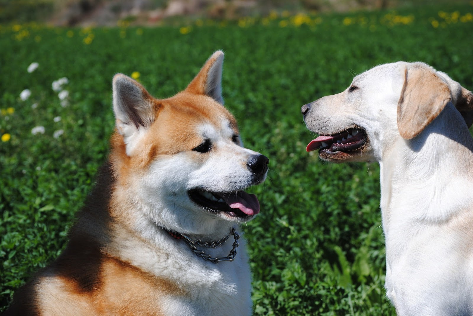 Are Akita Dogs Friendly? 8 Signs That Show Friendliness - PawCited