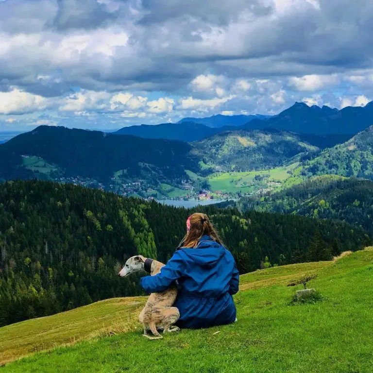 hiking whippet