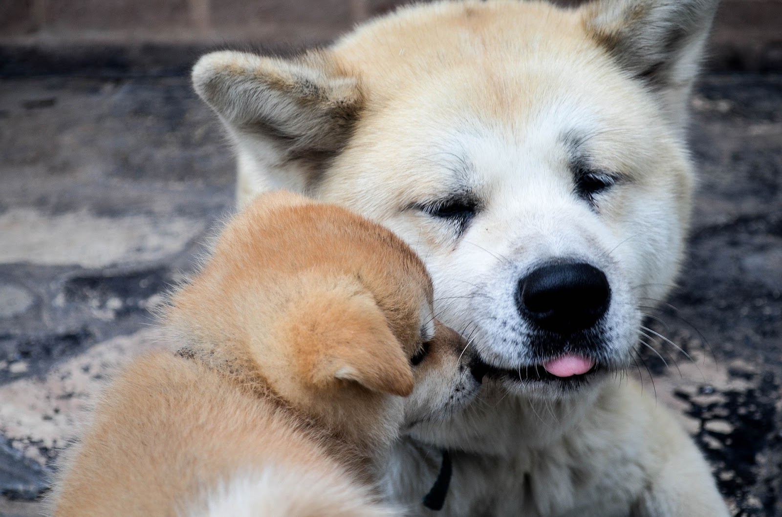 Are Akita Dogs Dangerous?