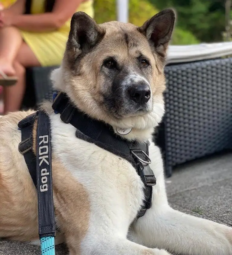 Akita 101: The Essential Guide - PawCited