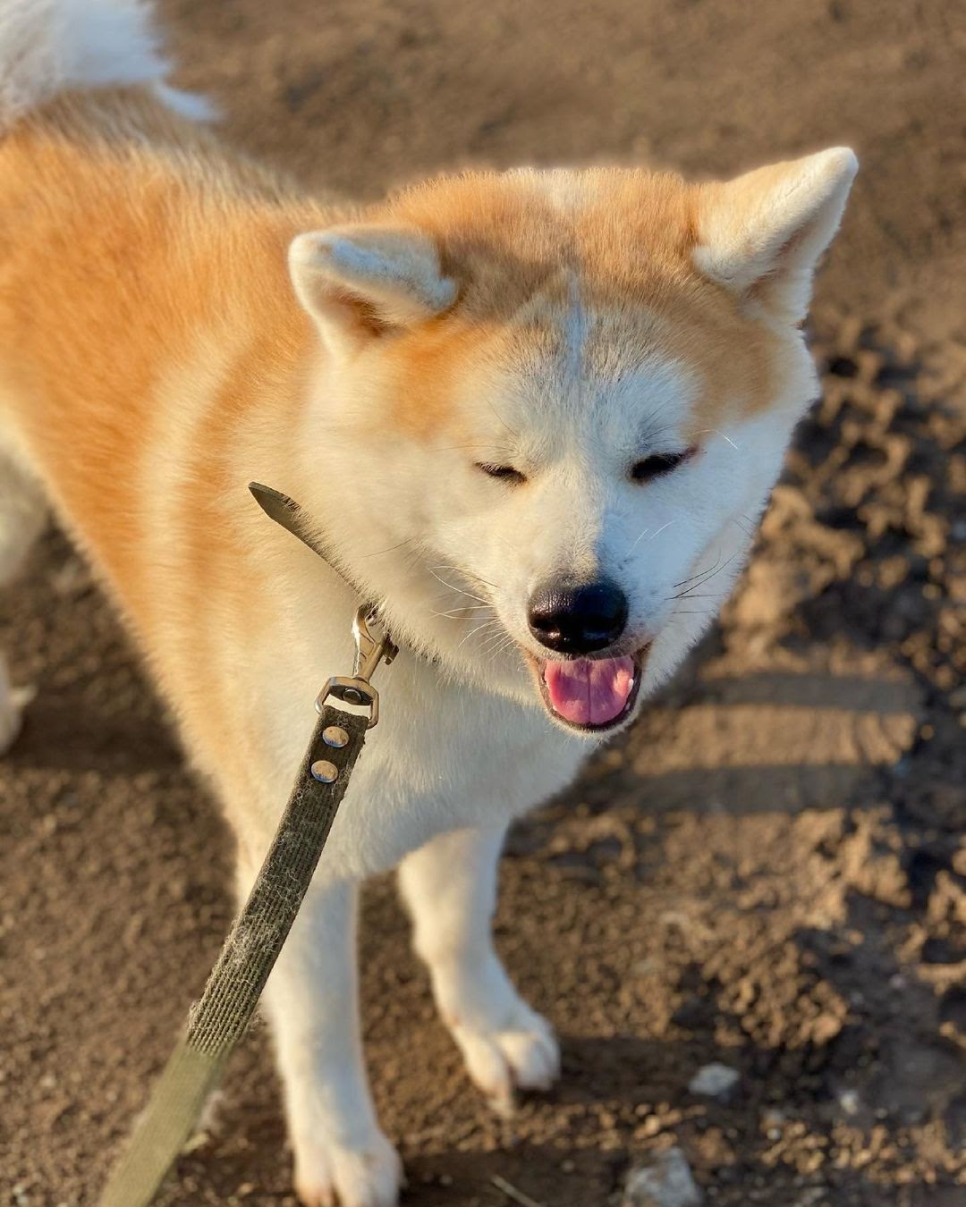 Akita 101: The Essential Guide - PawCited