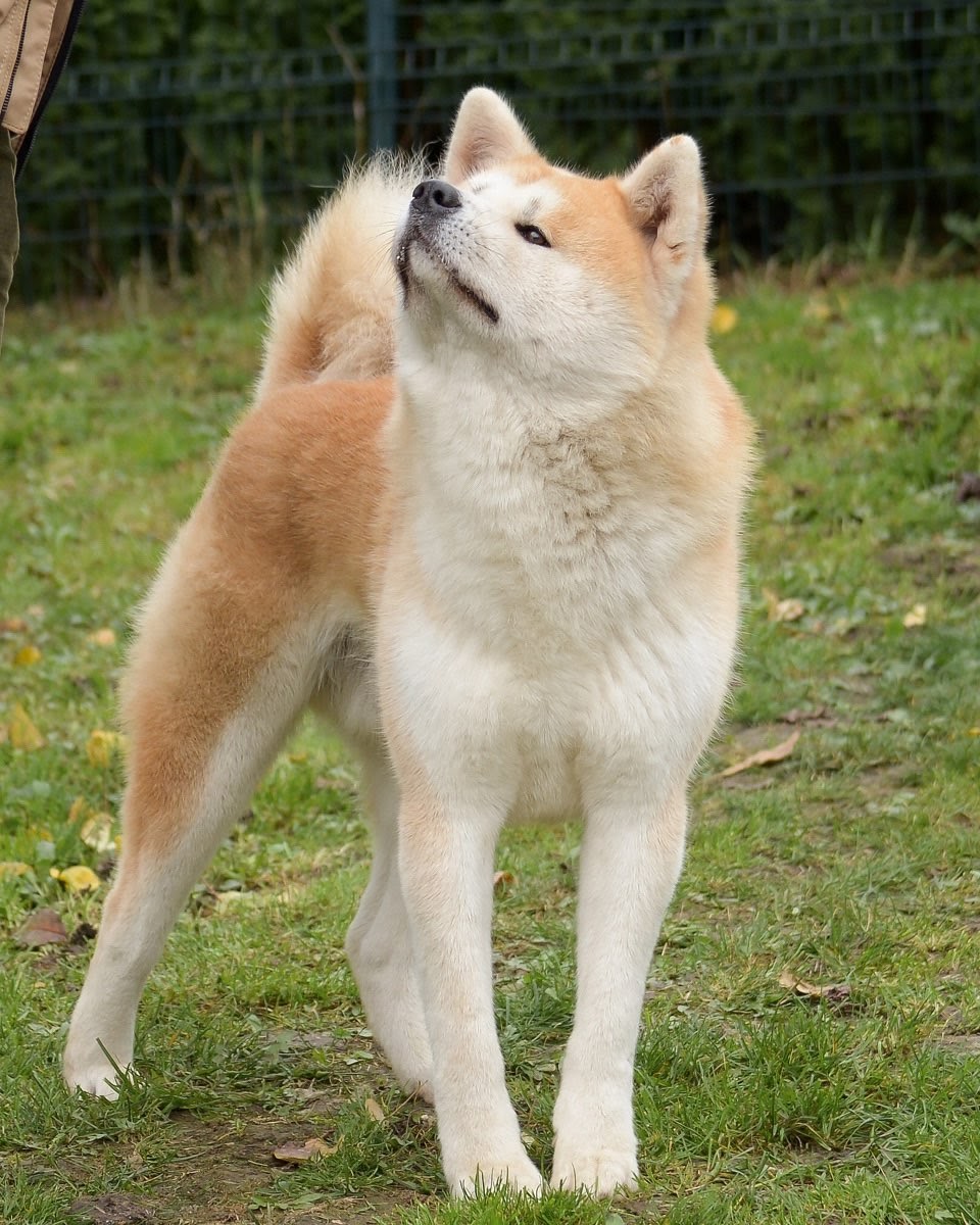 Akita 101: The Essential Guide - PawCited