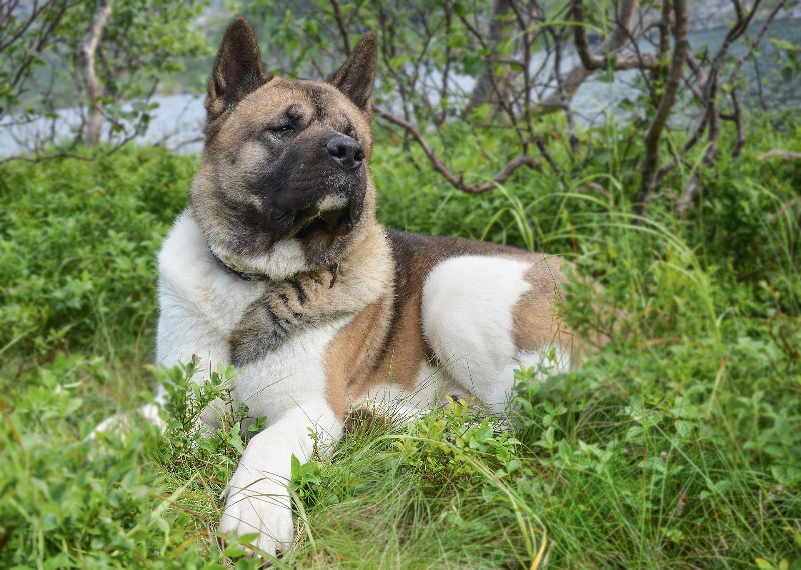 Are Akitas Good With Kids? 8 Tips to Build Healthy Dog and Kid Relationship