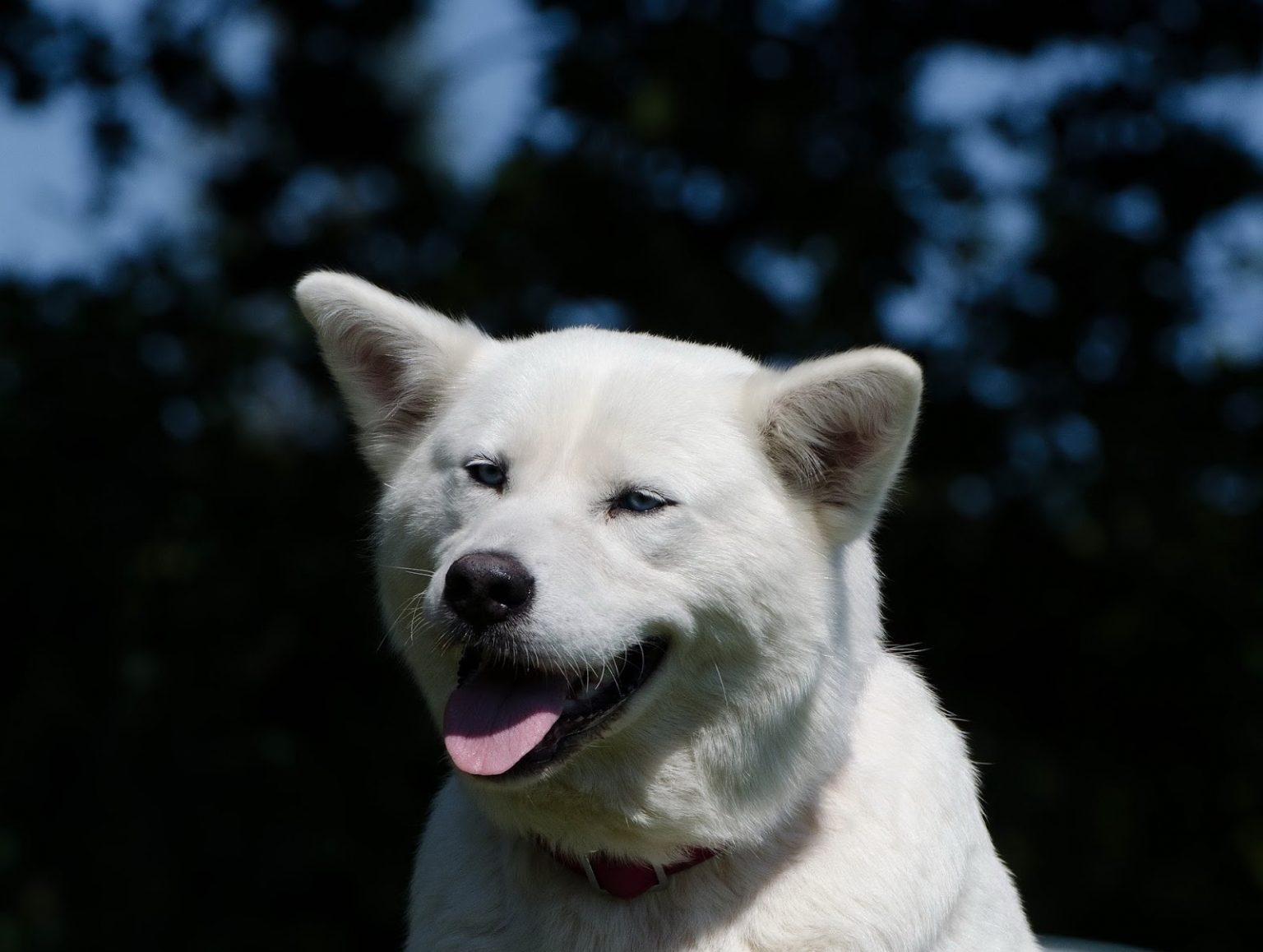 Are Akitas Good With Kids? 8 Tips to Build Healthy Dog and Kid Relationship