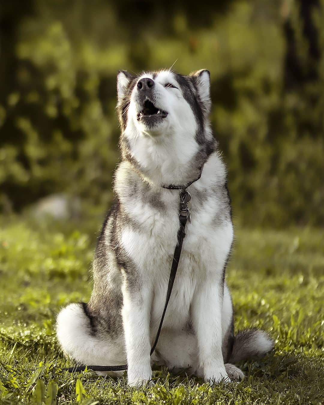 Akita vs Malamute: Side by Side Comparison