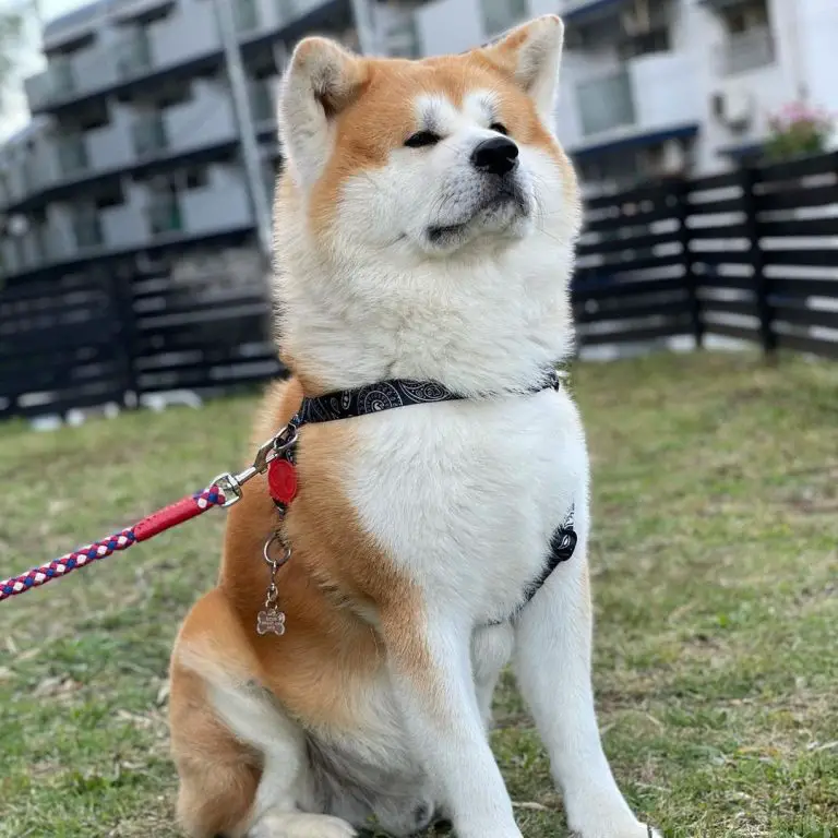 Akita vs Malamute: Side by Side Comparison