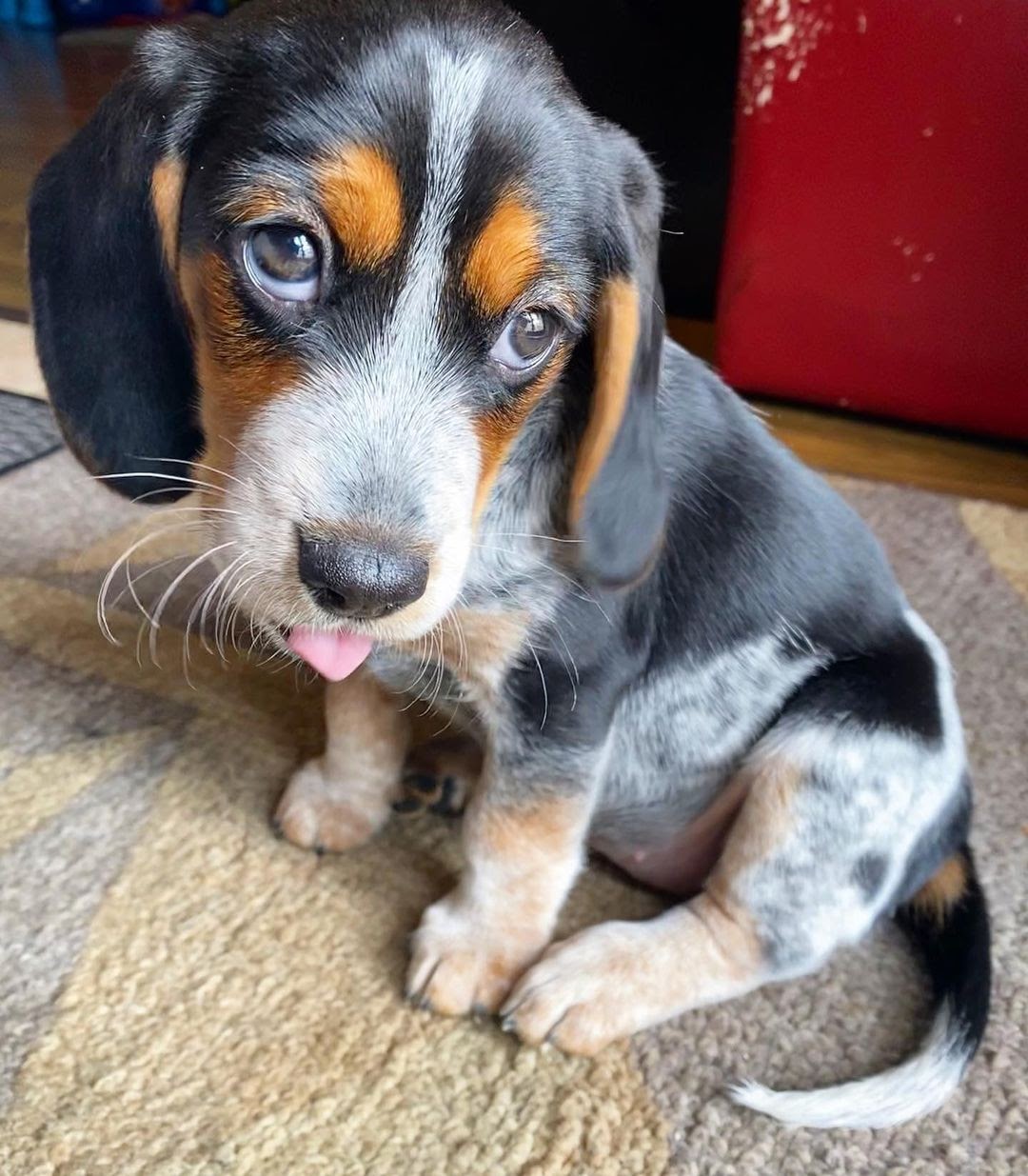 blue tick beagle