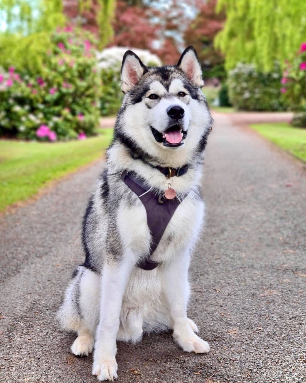 Akita vs Malamute: Side by Side Comparison