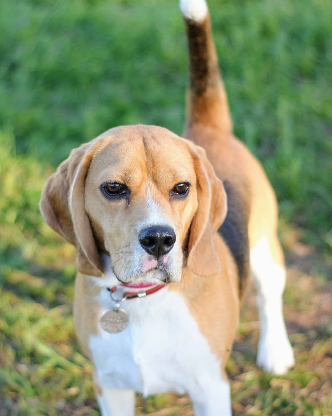 Beagle vs Golden Retriever: A Side by Side Comparison - PawCited