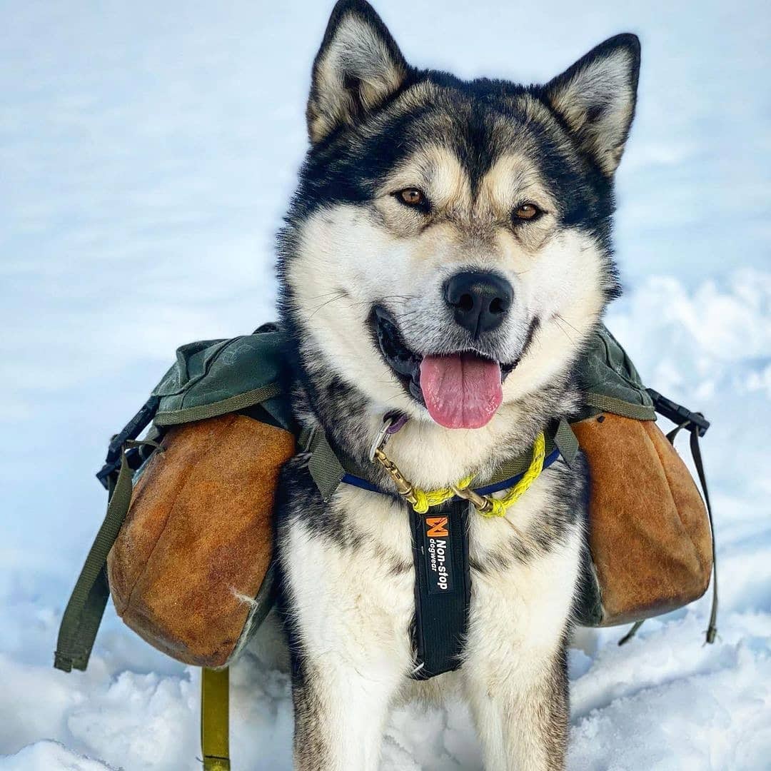 Akita vs Malamute: Side by Side Comparison