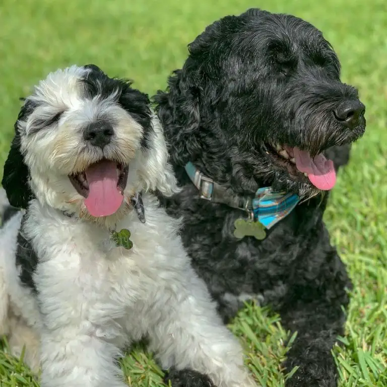 Portuguese Water Dog 101: The Essential Guide - PawCited