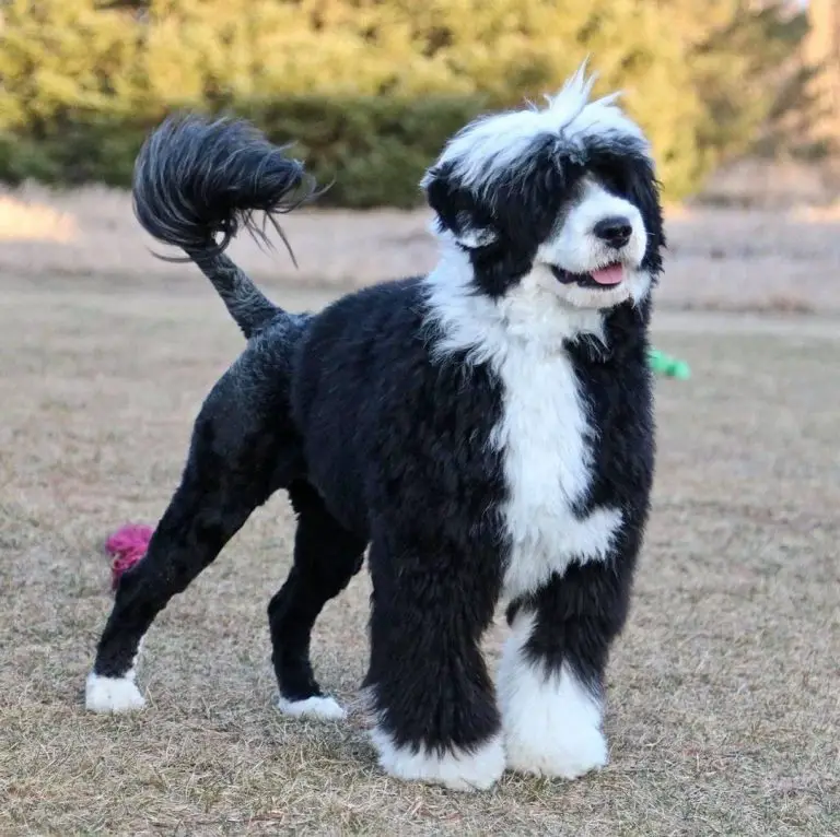 Portuguese Water Dog 101: The Essential Guide - PawCited