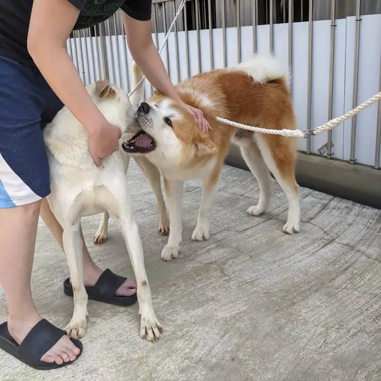 Akita vs Malamute: Side by Side Comparison