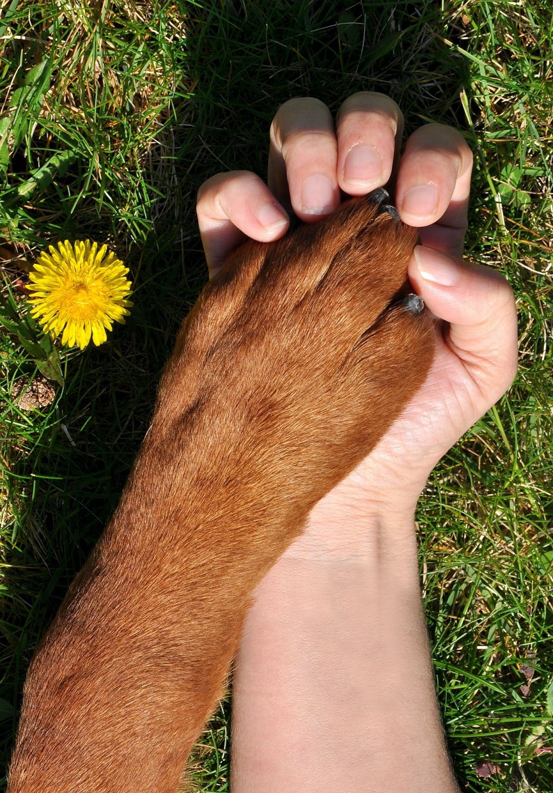 How to Use Dog Nail Clippers? The 11 Essential Guide to