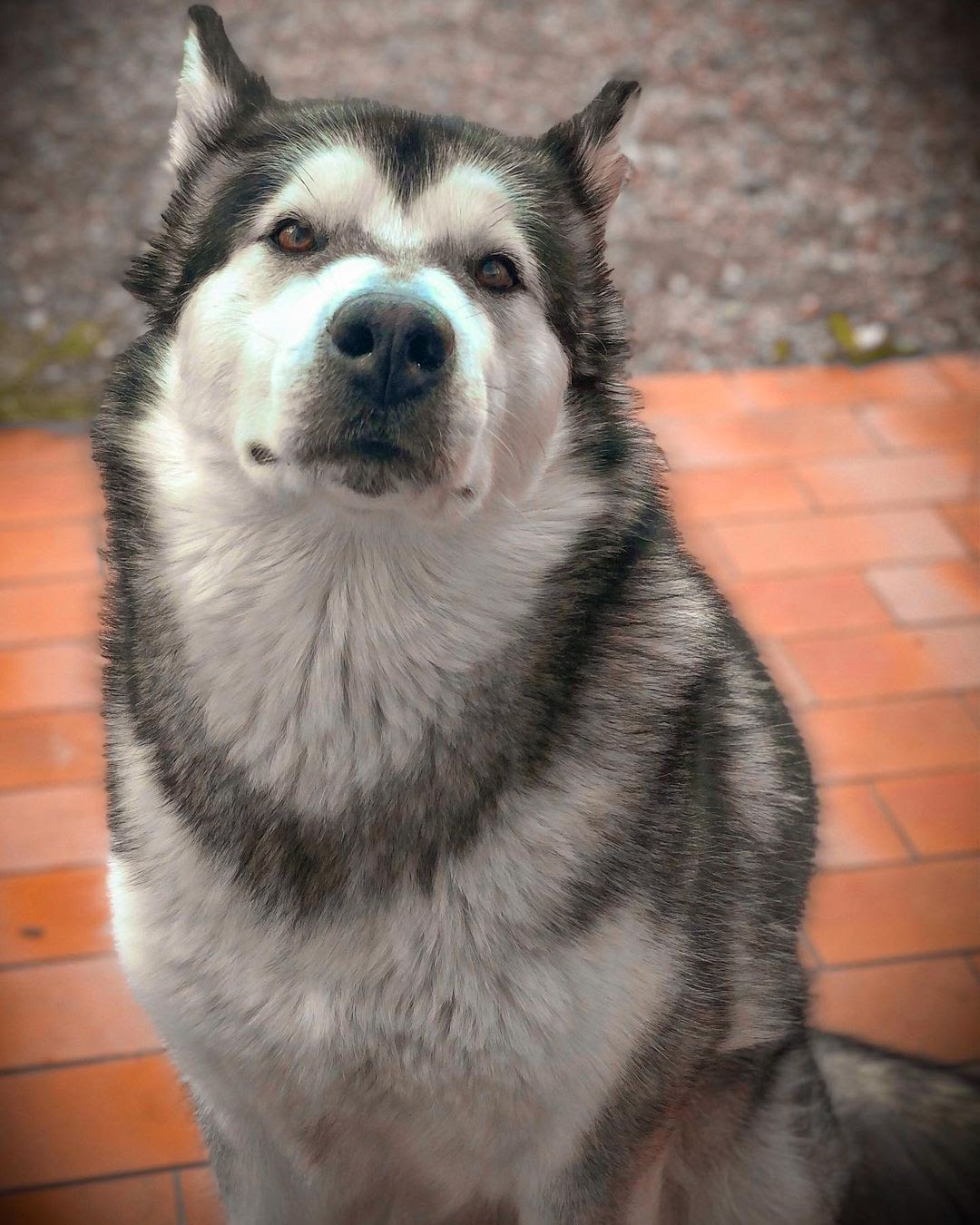 Akita vs Malamute: Side by Side Comparison