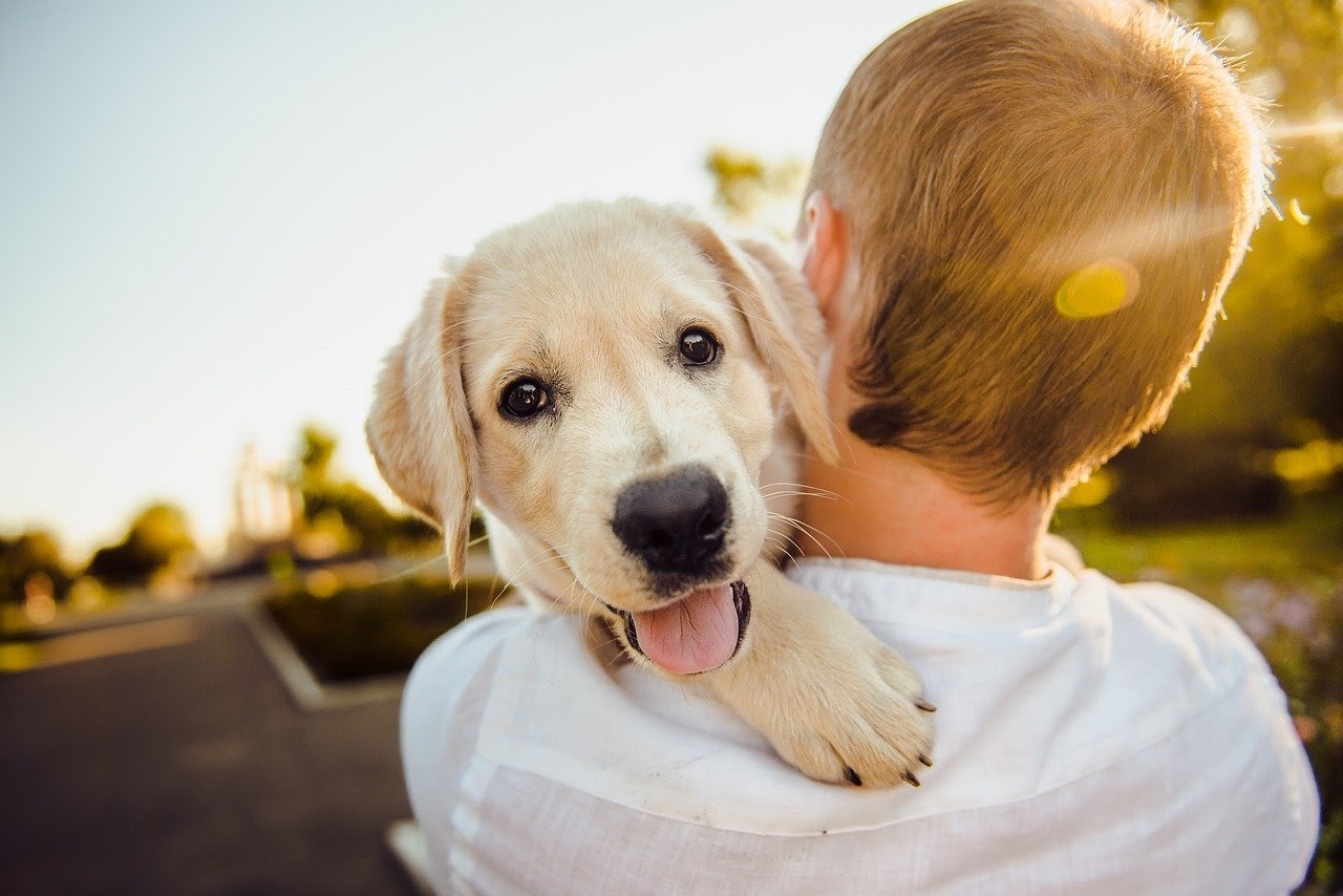 places-to-surrender-a-dog-gegu-pet