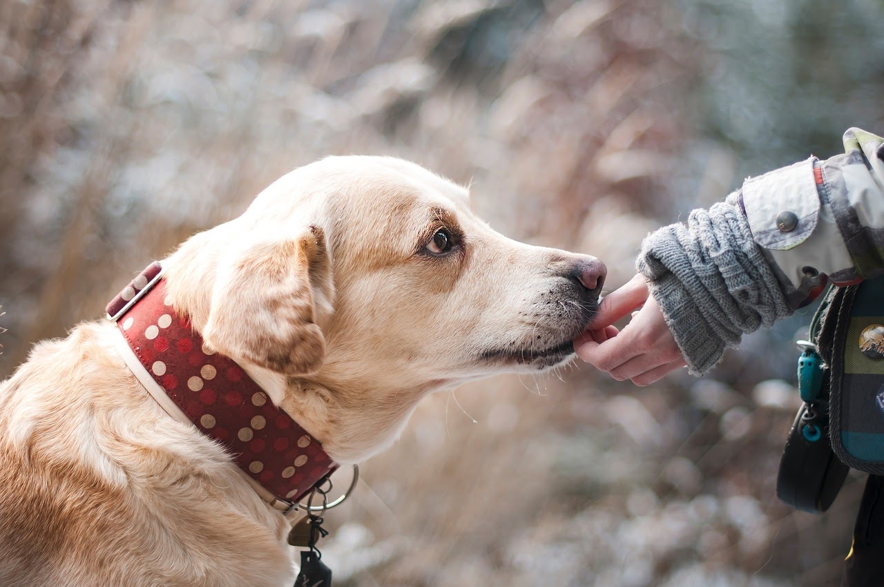 where-can-i-surrender-my-dog-for-free-pawcited