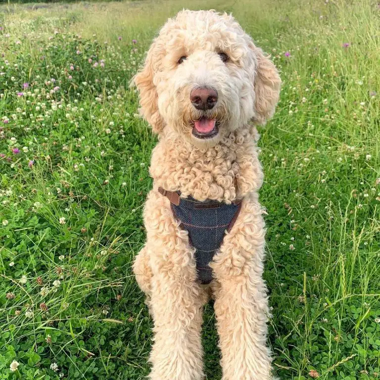 Portuguese Water Dog vs Goldendoodle: Finding the Better Companion