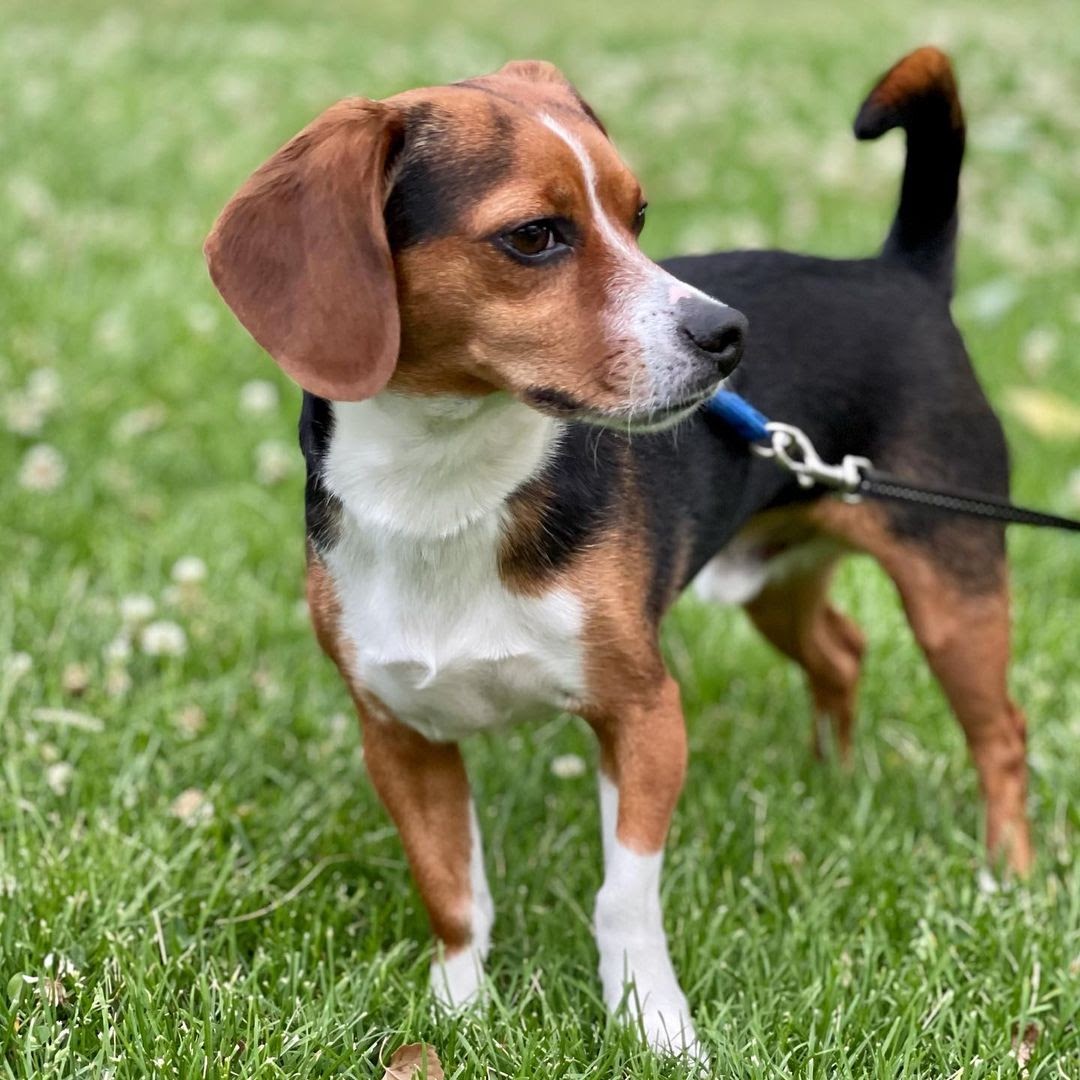 How Much Does a Pocket Beagle Cost? Learning What Impacts the Price ...