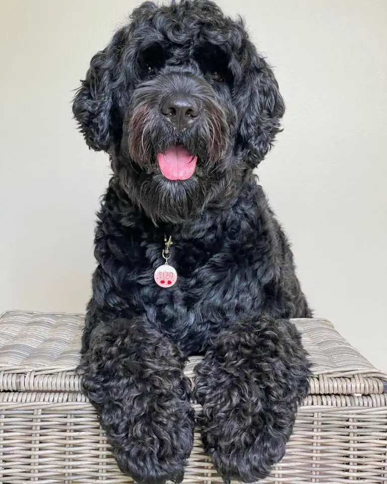 Portuguese Water Dog vs Spanish Water Dog: A Detailed Breed Comparison ...