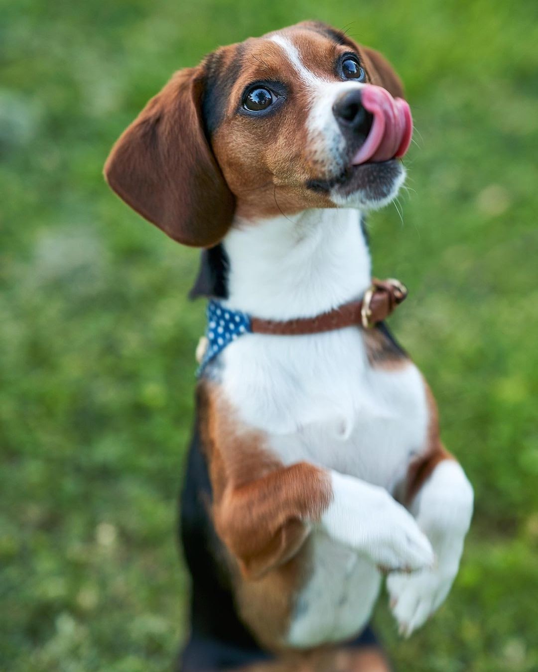 Pocket Beagle vs Regular Beagle What Are Their Differences?