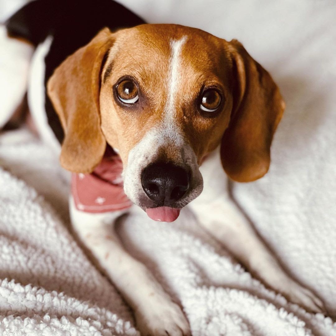 Pocket Beagle 101: The Essential Guide - PawCited