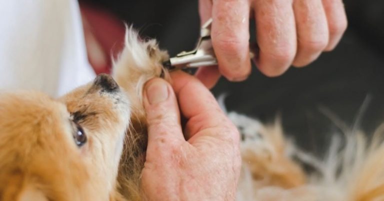 What Are Guillotine Clippers? How to Cut Dog Nails Using a Guillotine