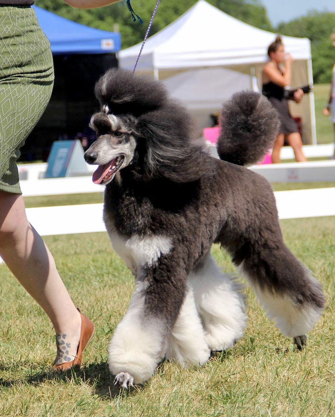 Portuguese Water Dog vs Poodle: Determining the Better Water Retriever