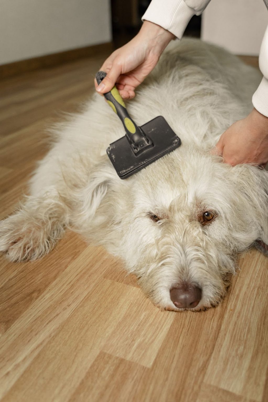 How Much Does a Dog Walker Charge? 8 Factors That Affect Dog Walkers Rate?