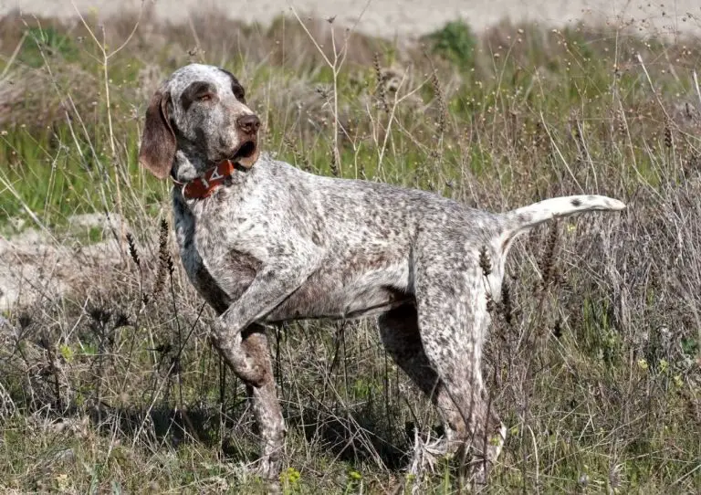 30 Most Versatile Dog Breeds - PawCited