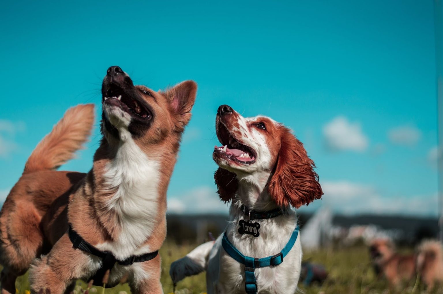 how-many-dog-breeds-are-there-in-the-world-10-groups-of-canine-that