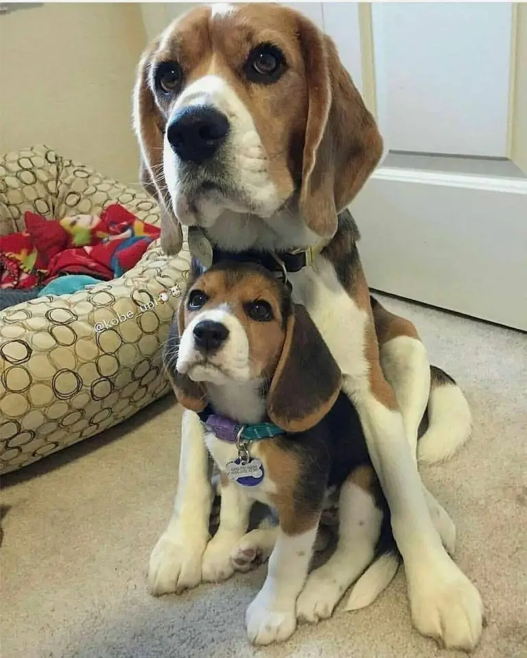 How Big Does a Pocket Beagle Get? 3 Factors That Impact His Growth