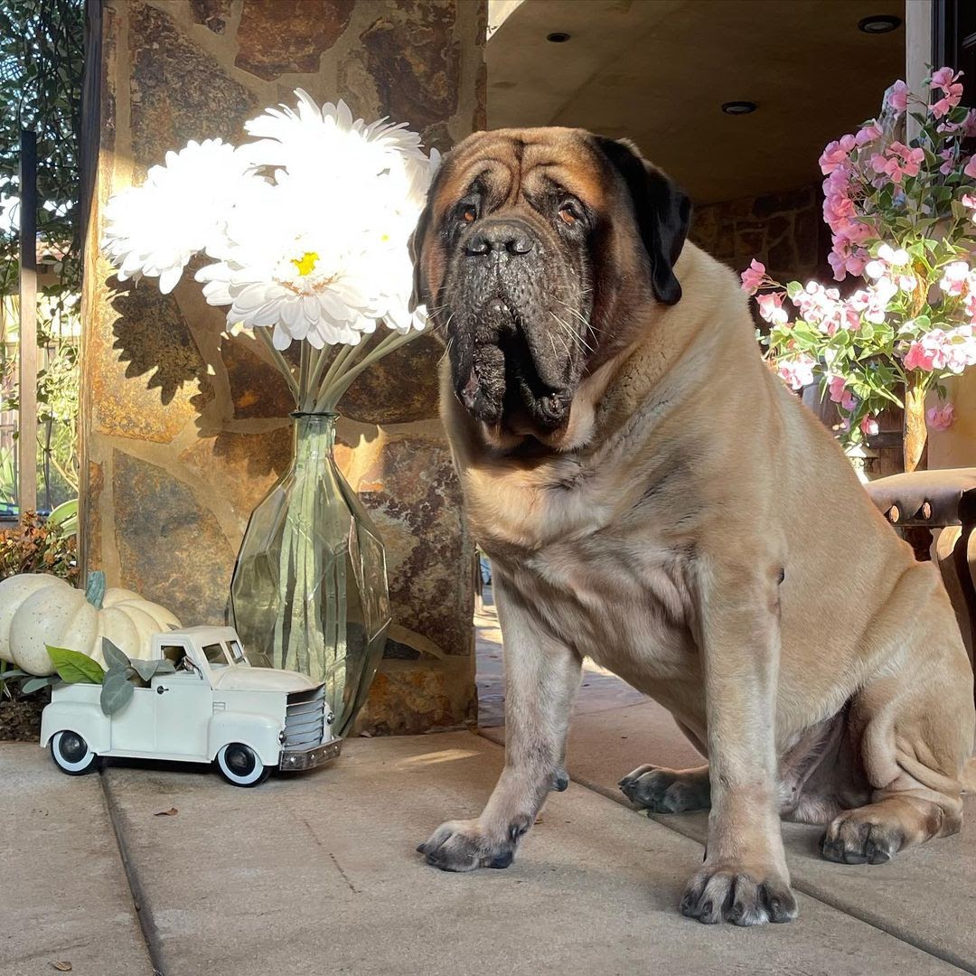 are mastiffs aggressive