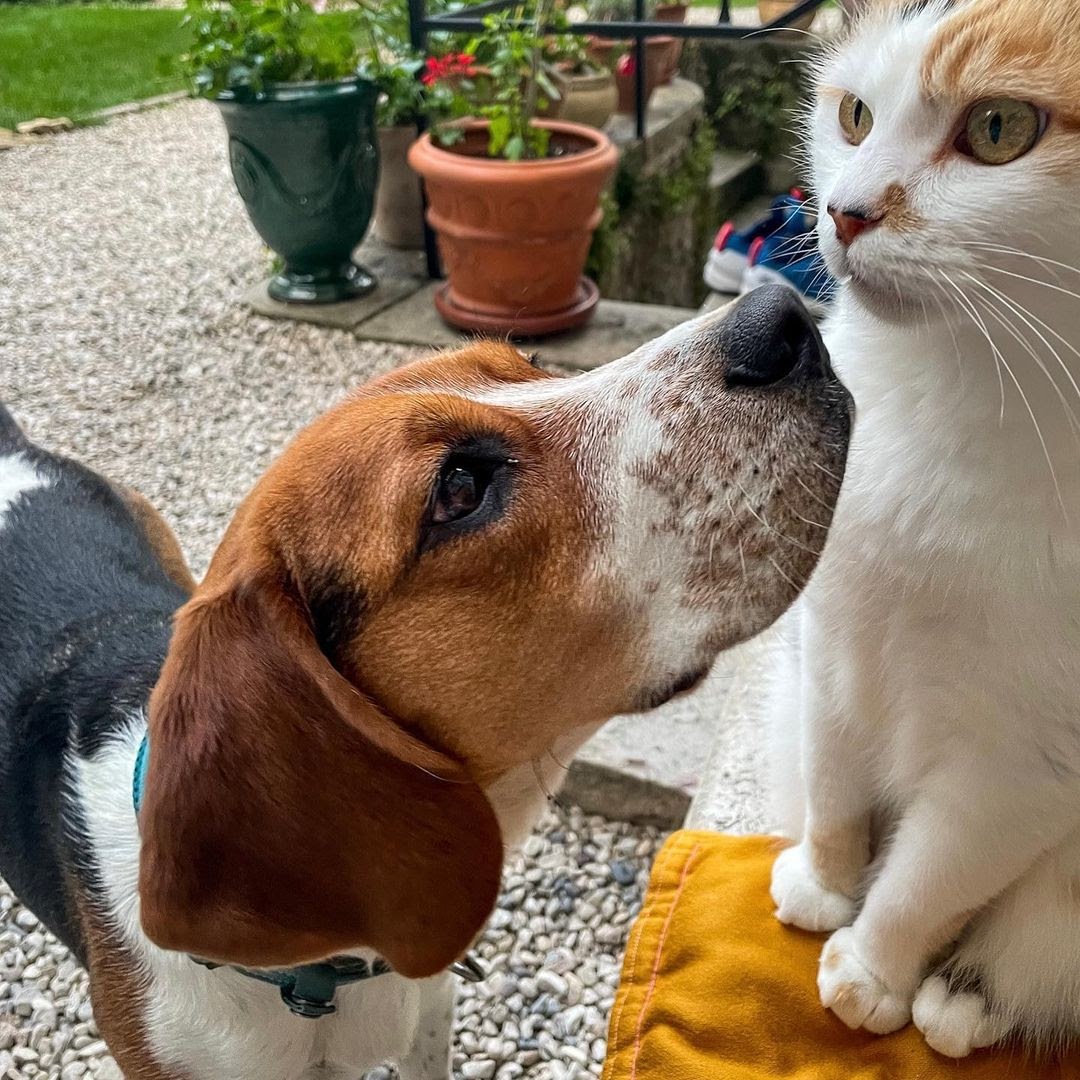 8 Tips on How to Get a Cat to Like a Dog