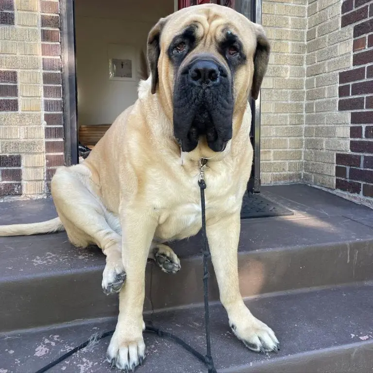 English Mastiff vs Neapolitan Mastiff: Breed Quirks and Features