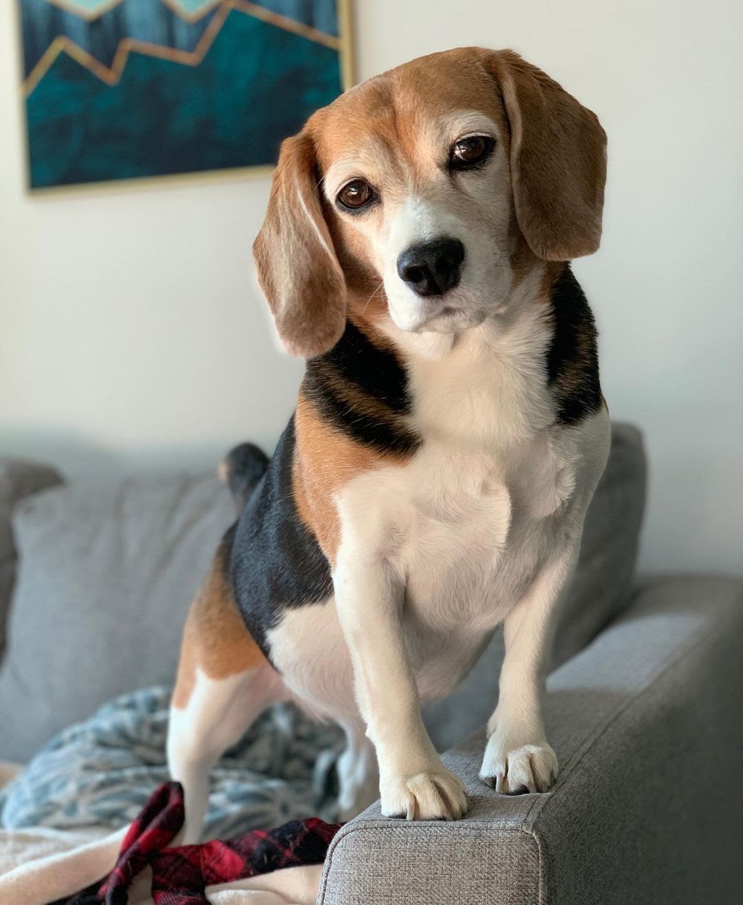 How Big Does a Pocket Beagle Get? 3 Factors That Impact His Growth