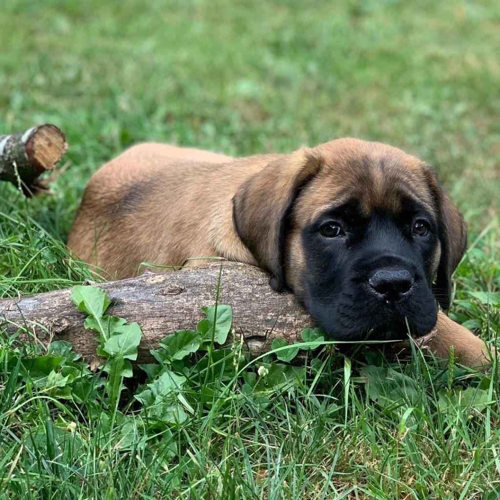 how do you groom english mastiff