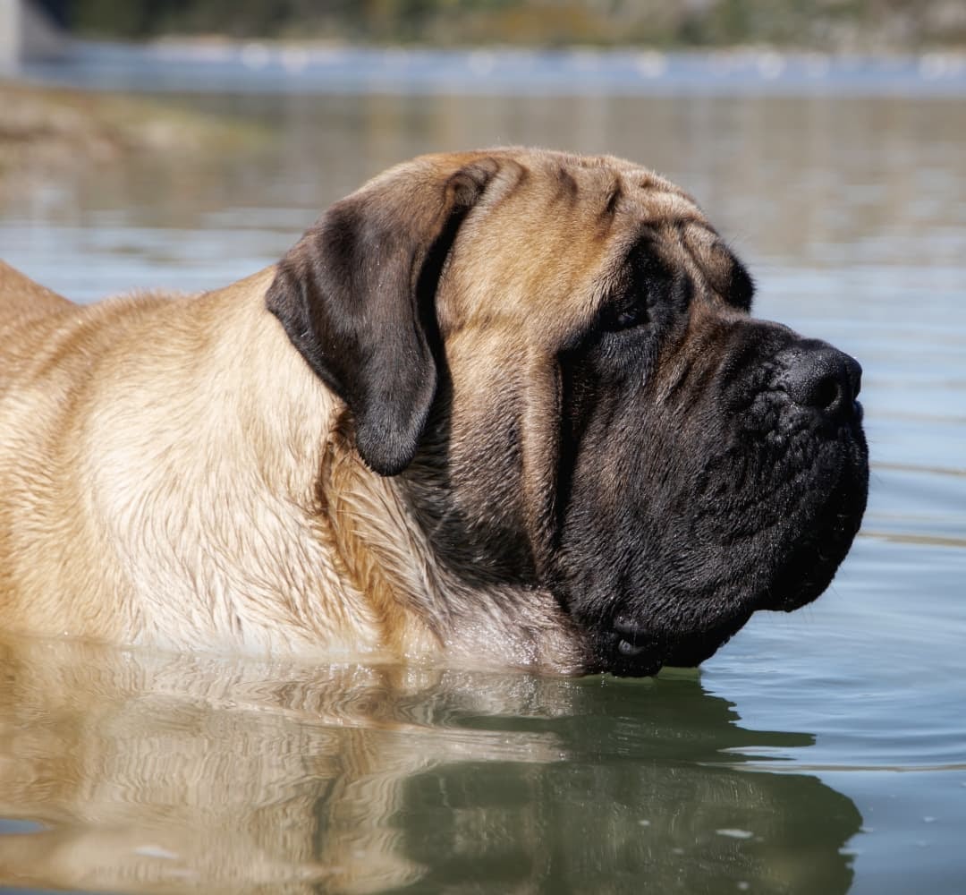 how much does an english mastiff shed