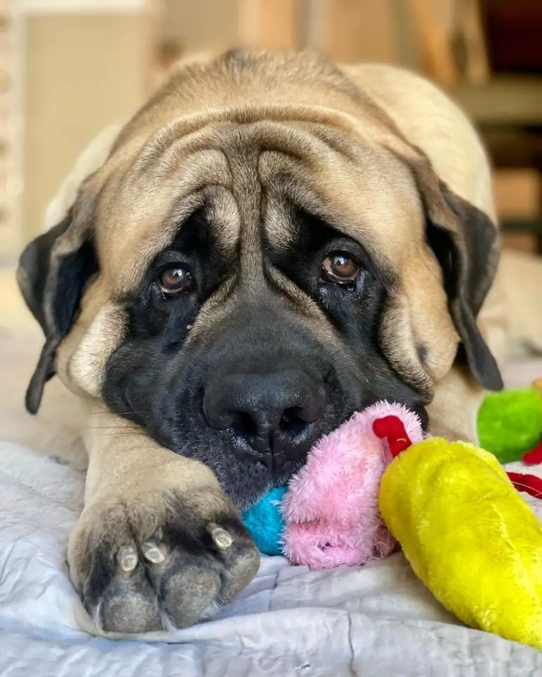 Do English Mastiffs Shed? 5 Tools to Use in Grooming an English Mastiff ...