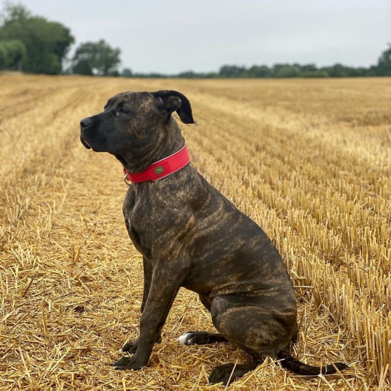 English Mastiff vs Boerboel: Who’s the Better Mastiff? - PawCited