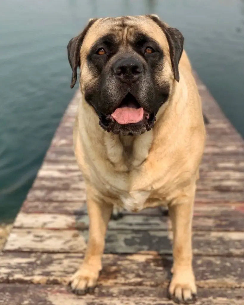 age mastiffs start drooling