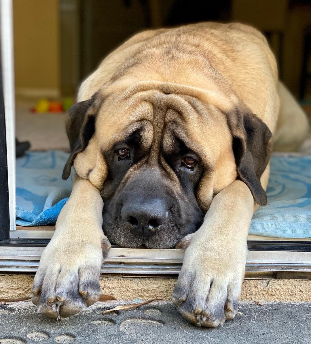 Life Expectancy: For How Long Do English Mastiffs Live? - PawCited