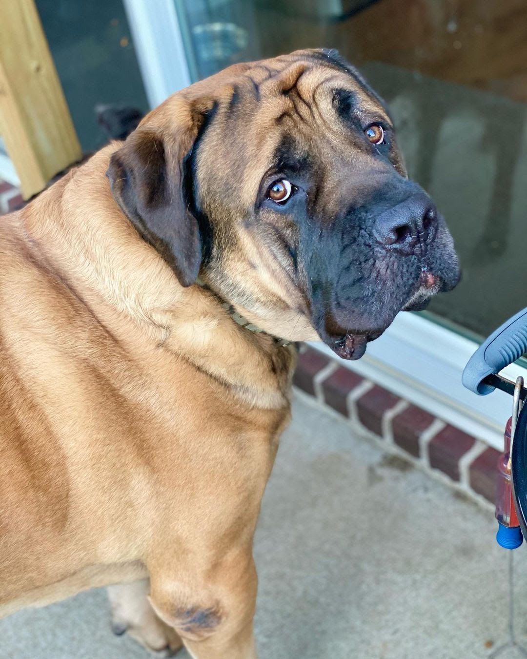 Are English Mastiffs Good Family Dogs? Personality Traits and FAQs