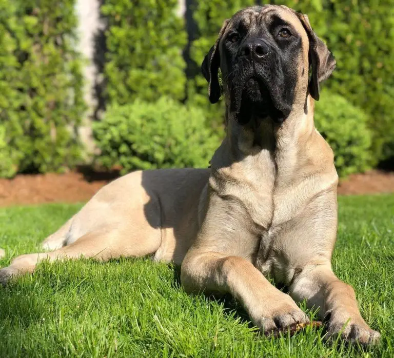 Life Expectancy: For How Long Do English Mastiffs Live? - PawCited