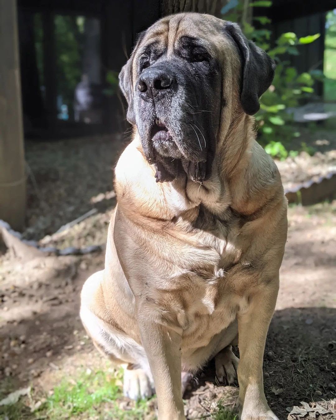 French Mastiff vs English Mastiff: A Detailed Mastiff Comparison