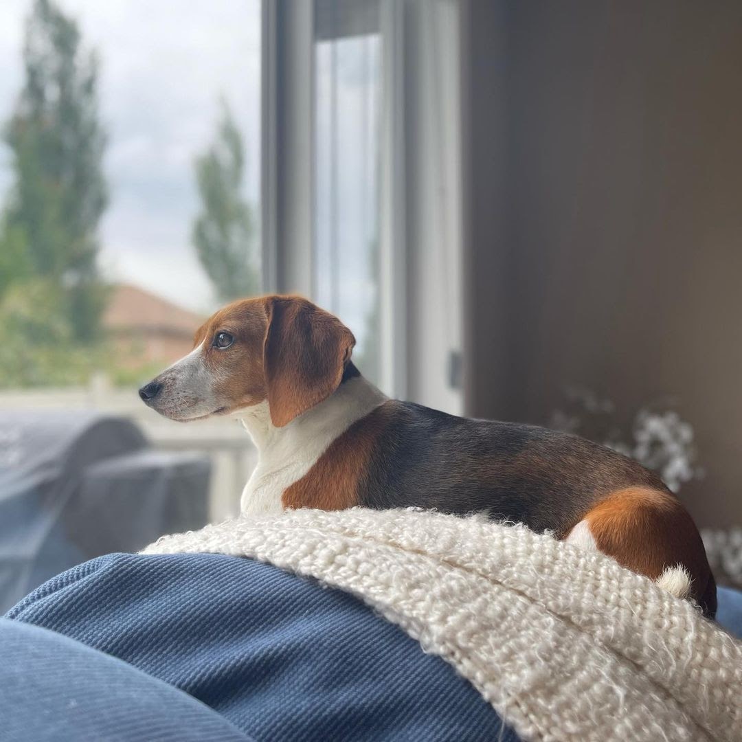 beagle shedding how much do beagles shed