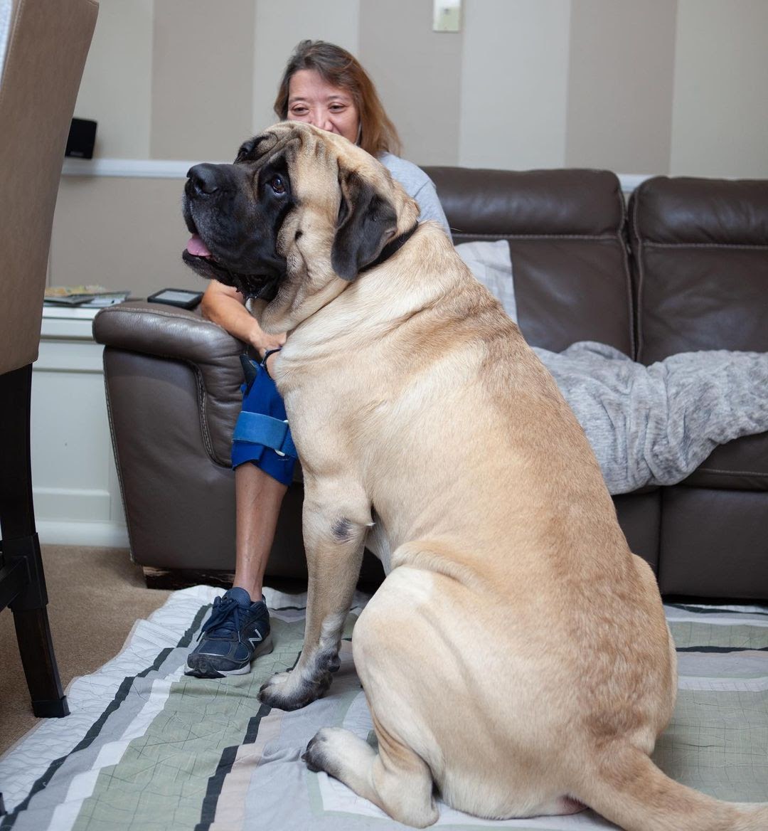 How Big Does an English Mastiff Get? The Complete Growth Timeline ...