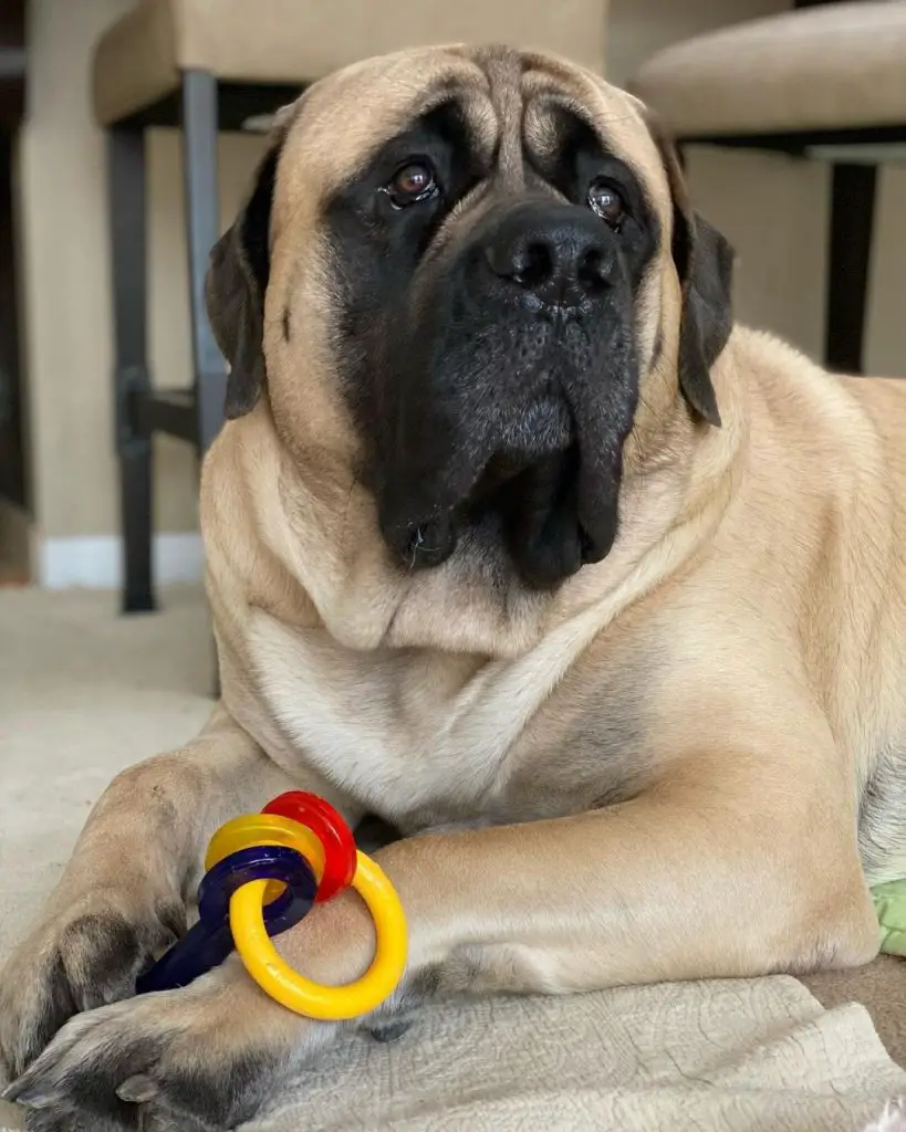 at what age do english mastiffs stop growing
