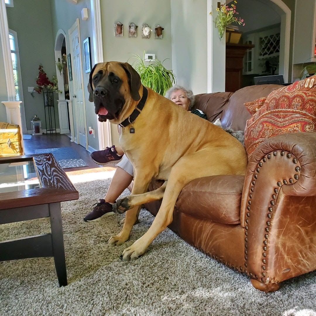 whats-the-difference-between-american-mastiff-and-english-mastiff